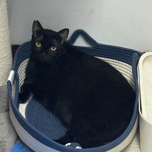 【急尋】混種貓 - 雲林縣古坑鄉東和村文化路139-39號1樓之1 (黑色)