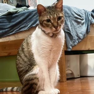 【急尋】混種貓 - 新北市汐止區翠峰街2巷 (狸花貓)