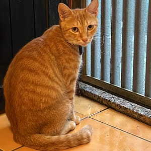 【急尋】混種貓 - 臺北市士林區新聞街55巷5弄 (黃色虎斑貓)