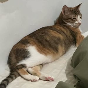 【急尋】混種貓 - 臺北市內湖區內湖路一段91巷24弄12號 (虎斑白（尾巴三花）)