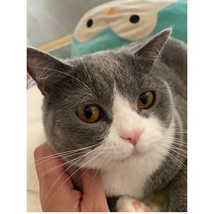 【急尋】英國短毛貓 - 高雄市大寮區琉球里林厝路14號 (藍白賓山貓)