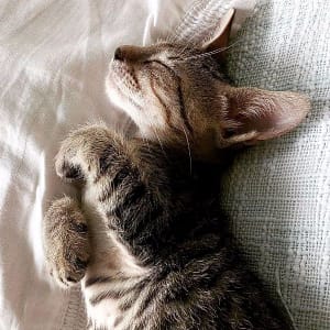 喜狗喜貓寵物生活館