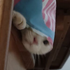 提摩寵物美容工坊