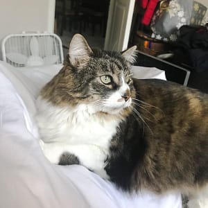 晏聖寵物用品有限公司