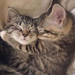 維京聯合誠瑜有限公司