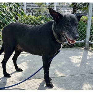 【待認養】混種犬 狗 (男生) - 臺北市動物之家