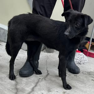 【待認養】混種犬 狗 (女生) - 臺北市動物之家