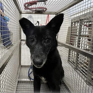 【待認養】混種犬 狗 (女生) - 臺北市動物之家