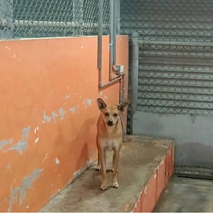 【待認養】混種犬 狗 (女生) - 新竹市動物保護教育園區