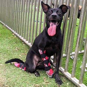 【待認養】混種犬 狗 (女生) - 新竹縣動物保護教育園區