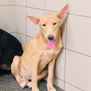 【待認養】混種犬 狗 (女生) - 高雄市燕巢動物保護關愛園區