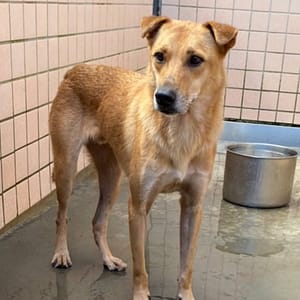 【待認養】混種犬 狗 (男生) - 新北市淡水區公立動物之家