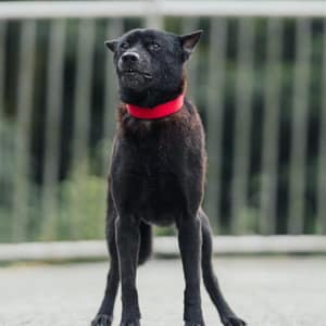 【待認養】混種犬 狗 (男生) - 新北市三芝區公立動物之家