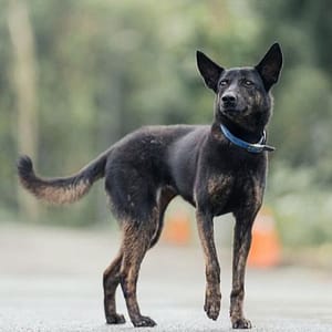 【待認養】混種犬 狗 (女生) - 新北市中和區公立動物之家