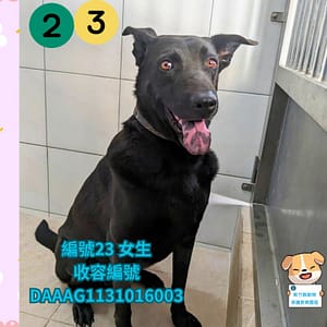 【待認養】混種犬 狗 (女生) - 新竹縣動物保護教育園區