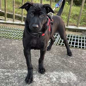 【待認養】混種犬 狗 (男生) - 新北市三芝區公立動物之家