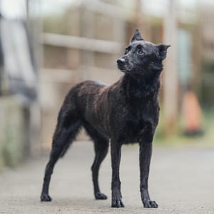 【待認養】混種犬 狗 (女生) - 新北市淡水區公立動物之家