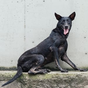 【待認養】混種犬 狗 (女生) - 新北市淡水區公立動物之家