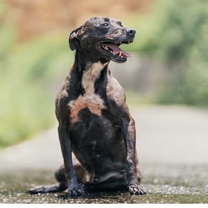 【待認養】混種犬 狗 (男生) - 新北市新店區公立動物之家