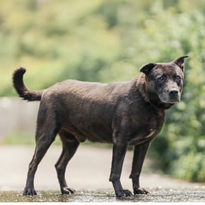 【待認養】混種犬 狗 (男生) - 新北市新店區公立動物之家