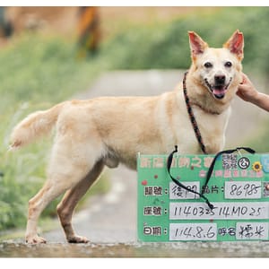 【待認養】混種犬 狗 (男生) - 新北市新店區公立動物之家