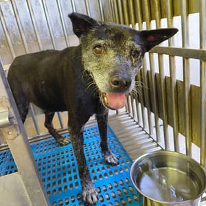 【待認養】混種犬 狗 (男生) - 新北市淡水區公立動物之家