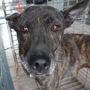 【待認養】混種犬 狗 (女生) - 臺南市動物之家灣裡站