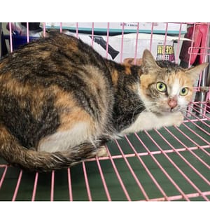 【待認養】混種貓 貓 (女生) - 臺北市動物之家