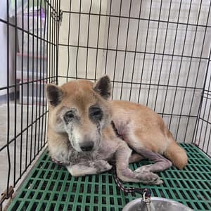 【待認養】柴犬 狗 (男生) - 新北市新店區公立動物之家