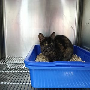 【待認養】混種貓 貓 (女生) - 新竹市動物保護教育園區