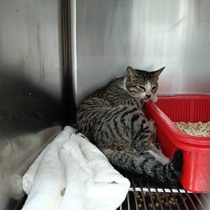 【待認養】混種貓 貓 (女生) - 新竹市動物保護教育園區