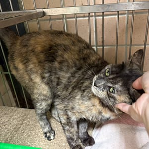 【待認養】混種貓 貓 (女生) - 新北市淡水區公立動物之家