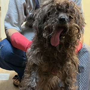 【待認養】混種犬 狗 (女生) - 新北市瑞芳區公立動物之家