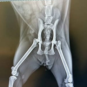 【待認養】混種貓 貓 (女生) - 新竹縣動物保護教育園區