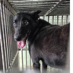 【待認養】混種犬 狗 (男生) - 臺南市動物之家善化站