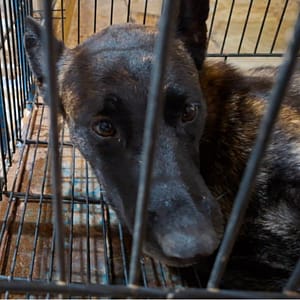 【待認養】混種犬 狗 (男生) - 臺南市動物之家善化站