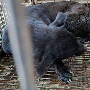 【待認養】混種犬 狗 (女生) - 臺南市動物之家善化站