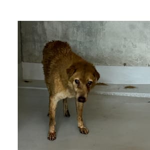 【待認養】混種犬 狗 (男生) - 基隆市寵物銀行