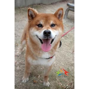 【待認養】柴犬 狗 (男生) - 臺中市動物之家后里園區