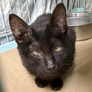 【待認養】混種貓 貓 (男生) - 臺南市動物之家灣裡站