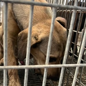 【待認養】混種犬 狗 (女生) - 臺南市動物之家善化站