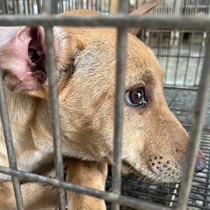 【待認養】混種犬 狗 (男生) - 臺南市動物之家善化站