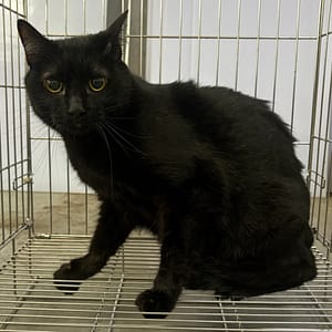 【待認養】混種貓 貓 (女生) - 新北市五股區公立動物之家