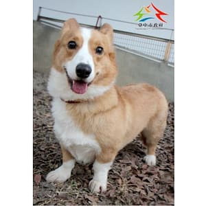 【待認養】威爾斯柯基犬 狗 (男生) - 臺中市動物之家后里園區