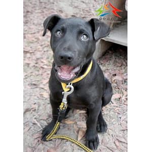 【待認養】混種犬 狗 (男生) - 臺中市動物之家后里園區