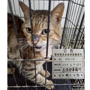 【待認養】混種貓 貓 (男生) - 雲林縣流浪動物收容所