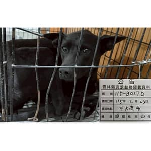 【待認養】混種犬 狗 (男生) - 雲林縣流浪動物收容所