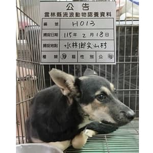 【待認養】混種犬 狗 (女生) - 雲林縣流浪動物收容所
