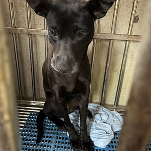 【待認養】混種犬 狗 (未知) - 新北市淡水區公立動物之家