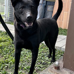 【待認養】混種犬 狗 (男生) - 新北市瑞芳區公立動物之家